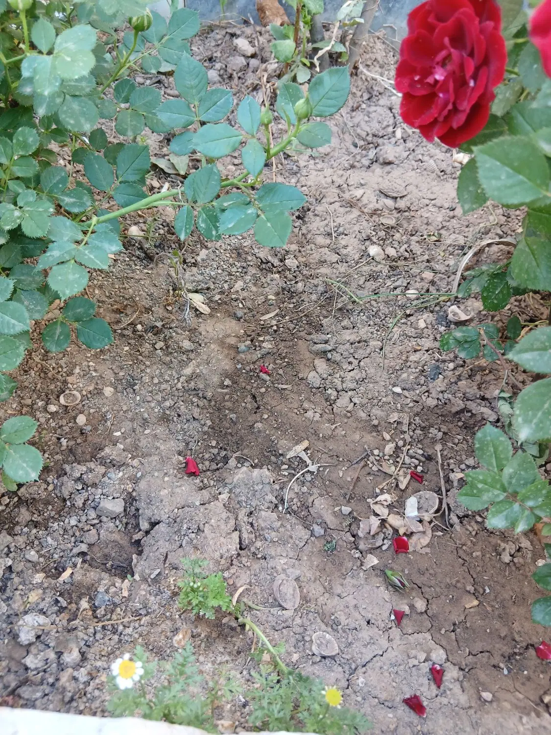 زمین طرح جوانی جمعیت