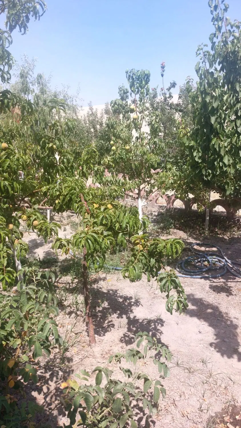 باغ در شاندیز سوران فرح اباد