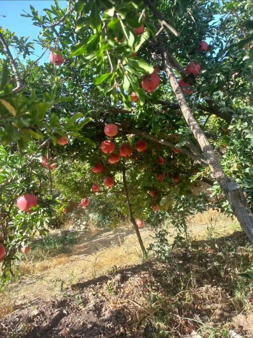 قیام دشت - روستای توچال-500 متر باغچه