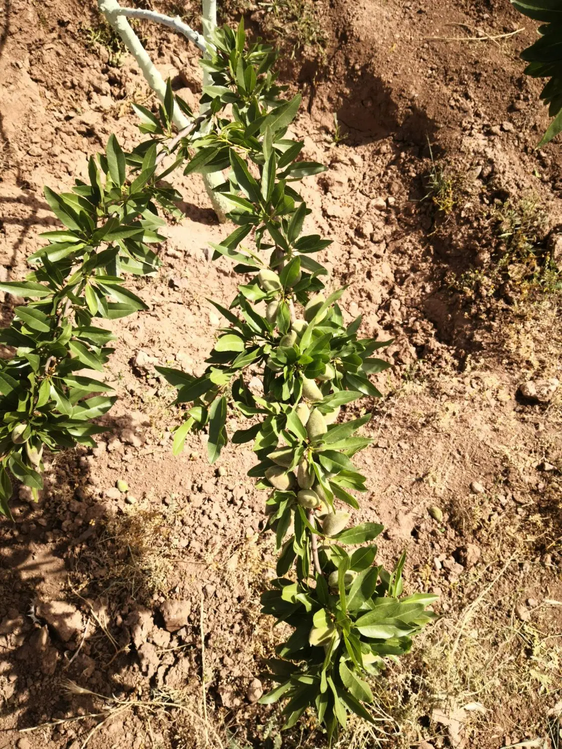 باغ آینده دار