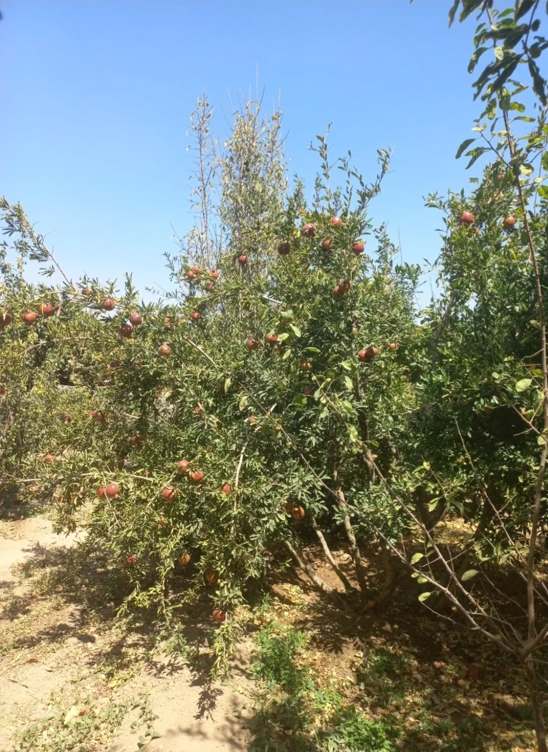 باغ ۶۰۰متردونبش تقی آباد