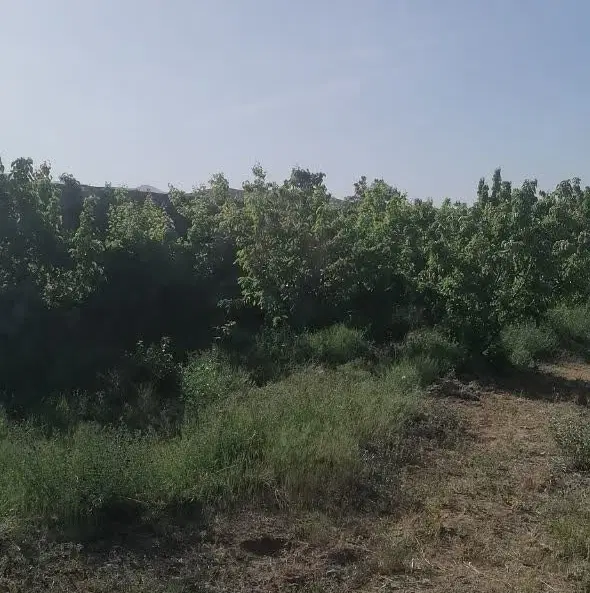 زمین عرب آباد
