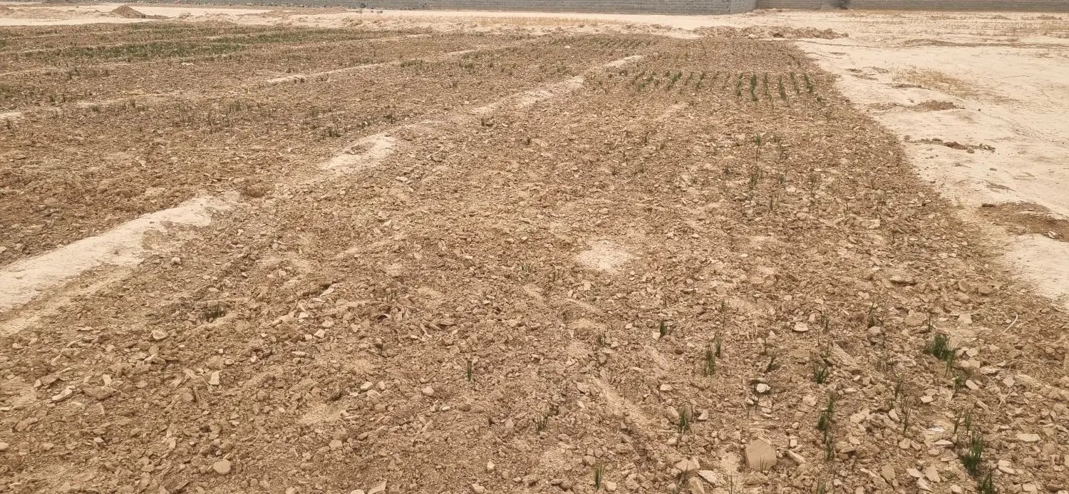 ۵۰۰ زمین باغی با زعفران ۷ ساله