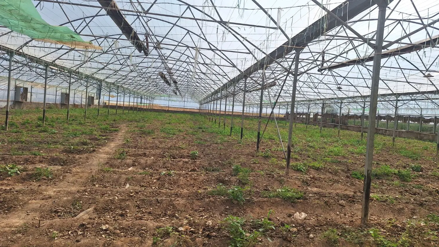گلخانه ۲۵۰۰ متری گلبهار اول روستای مهر آباد