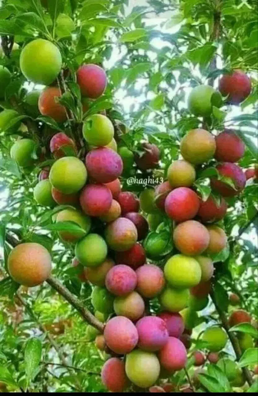 خانه باغ