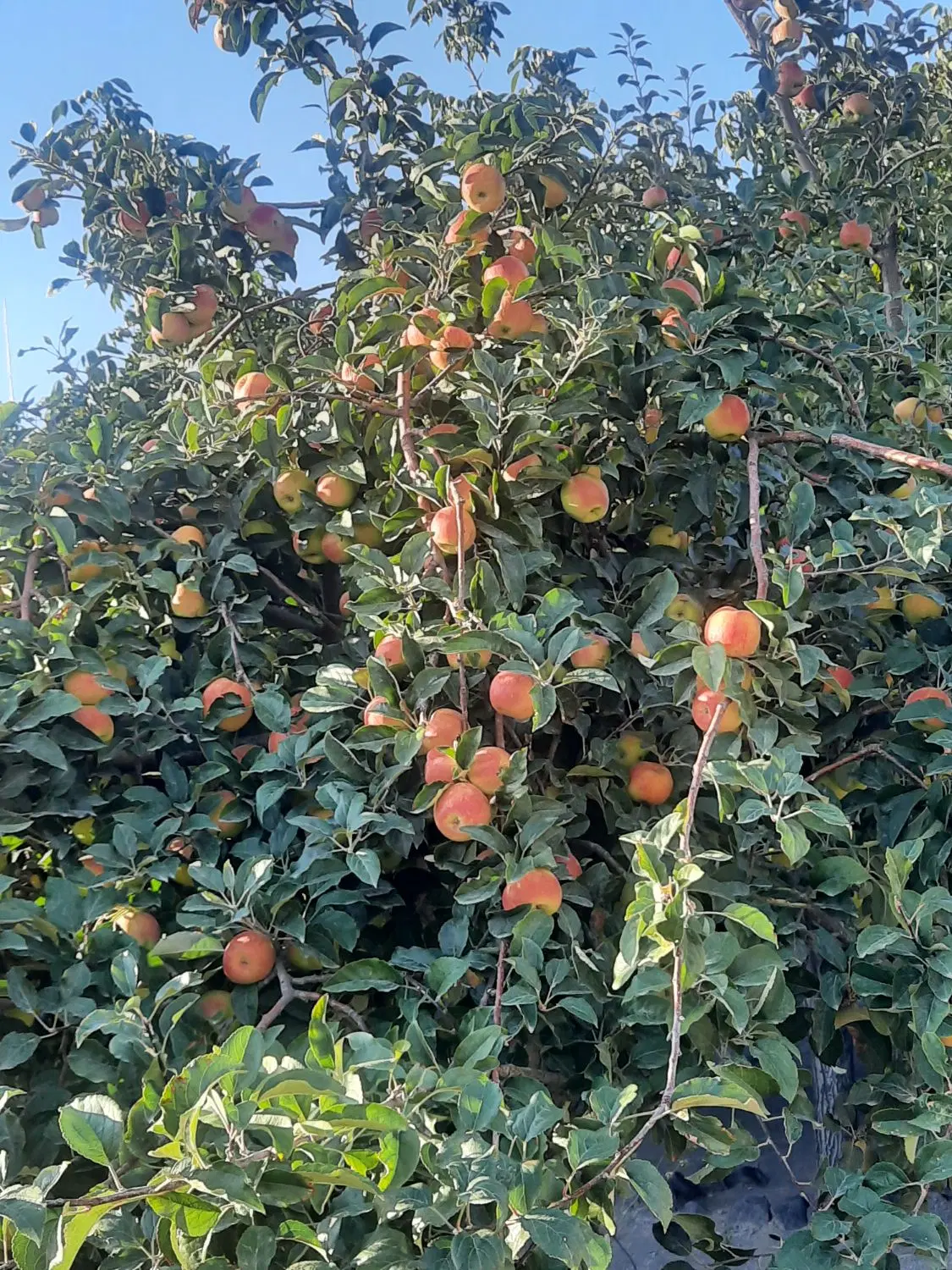 خانه ویلایی