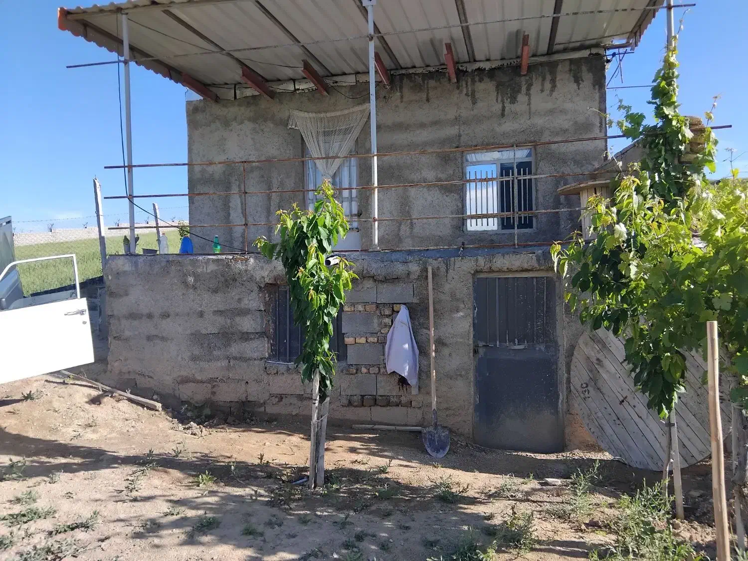 باغ انگور
