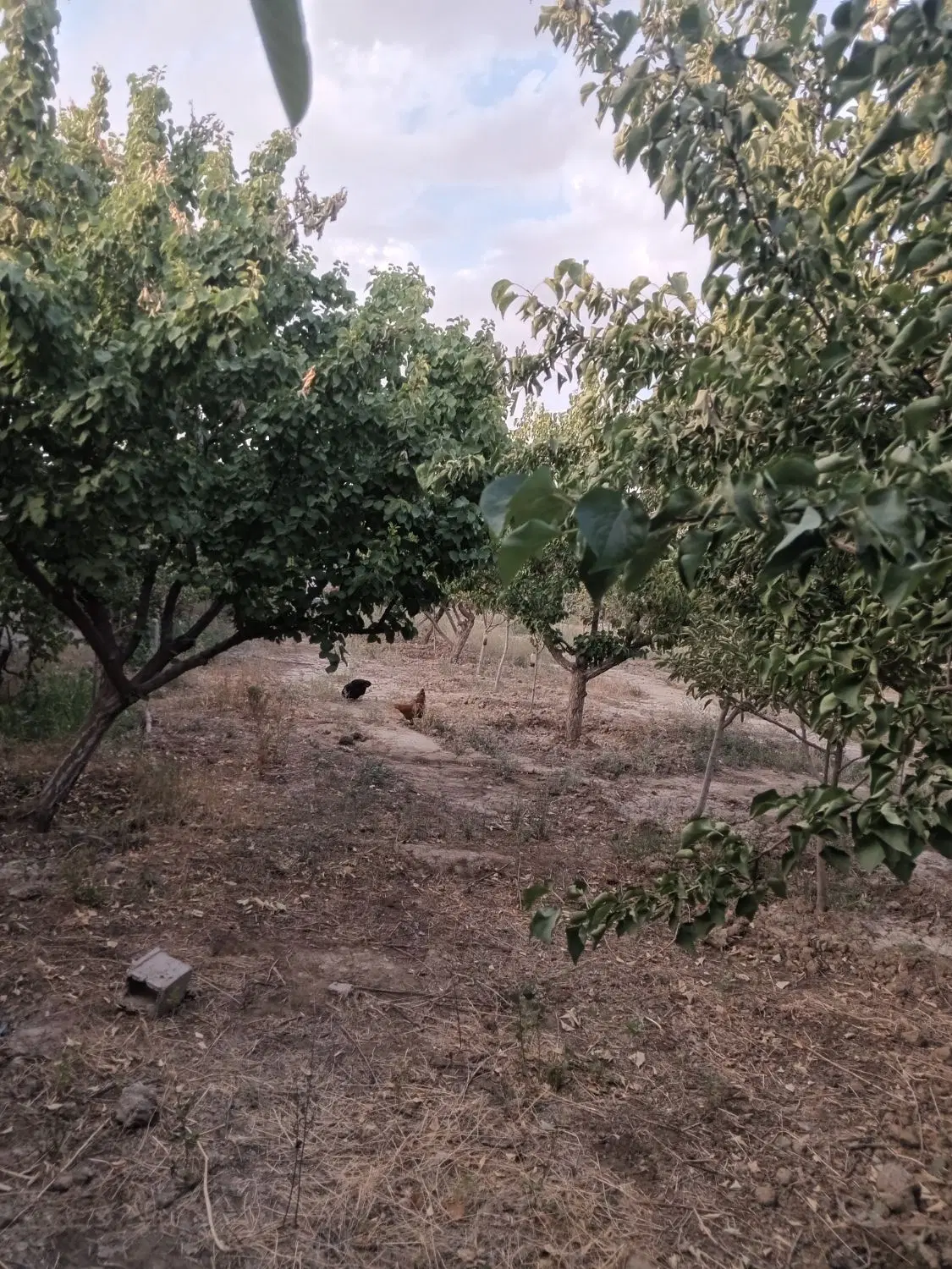 باغ باغچه ویلایی
