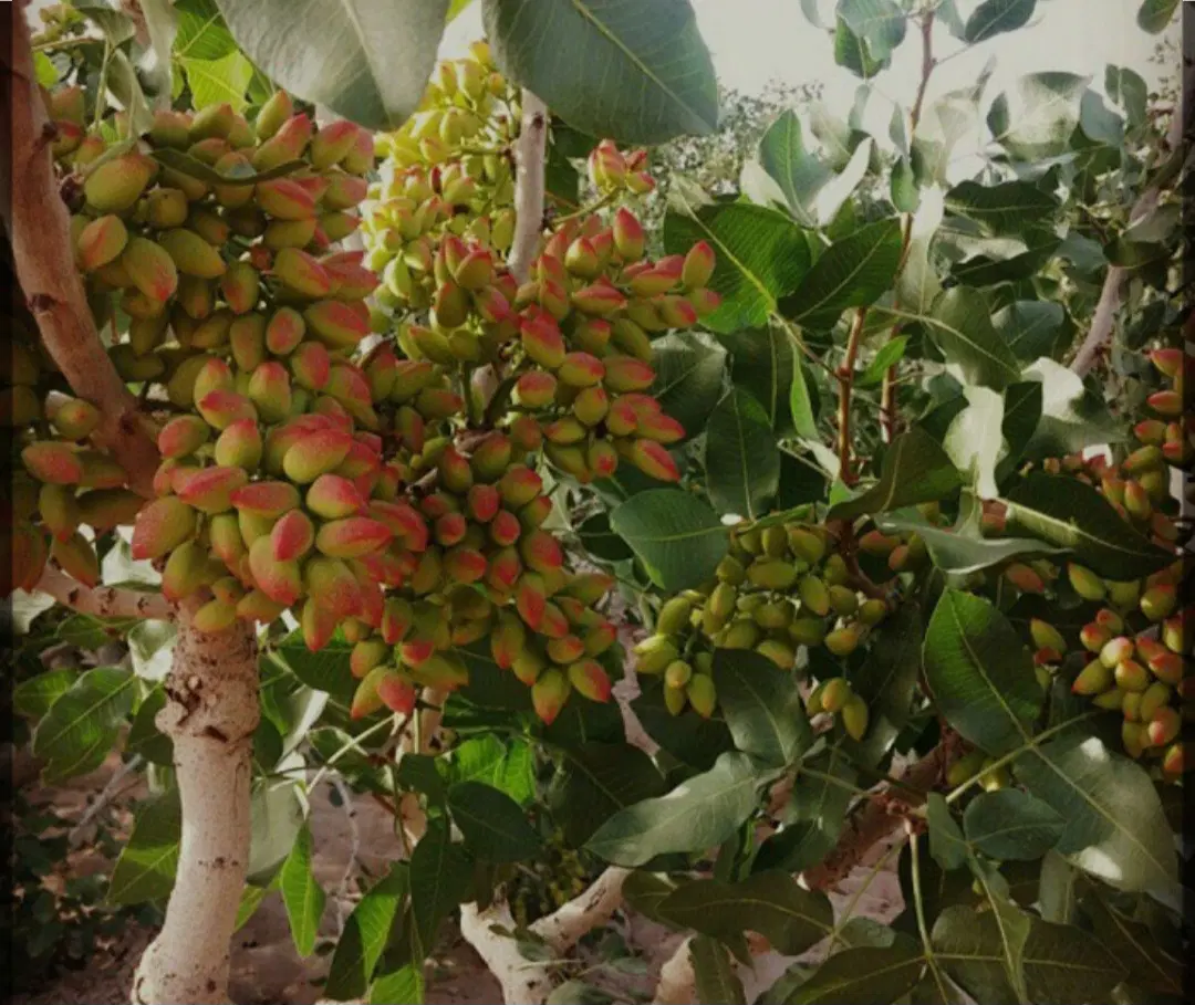 زمین دارای مجوز گلخانه. باغ پسته