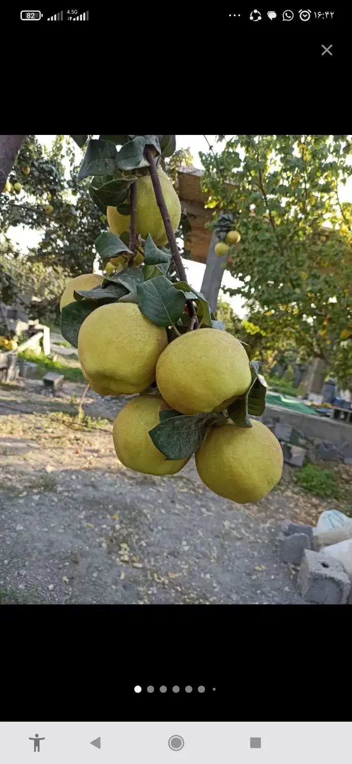 باغ با چاه اختصاصی