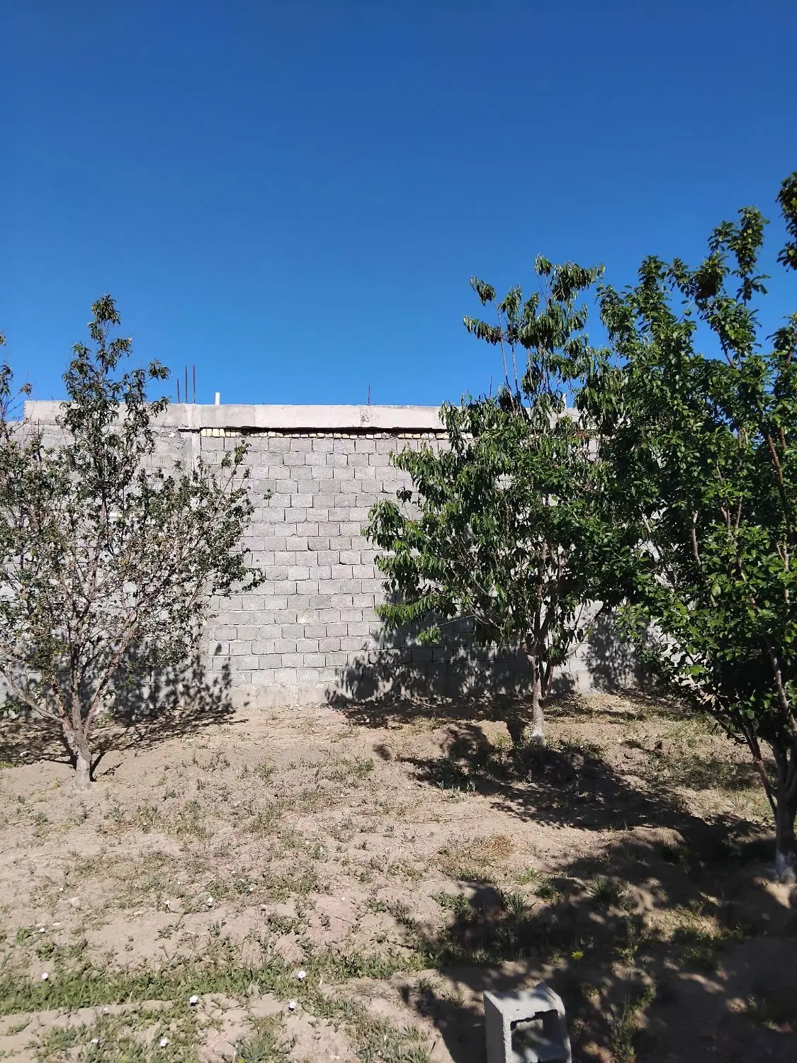 باغ میوه اجیلی فروشی