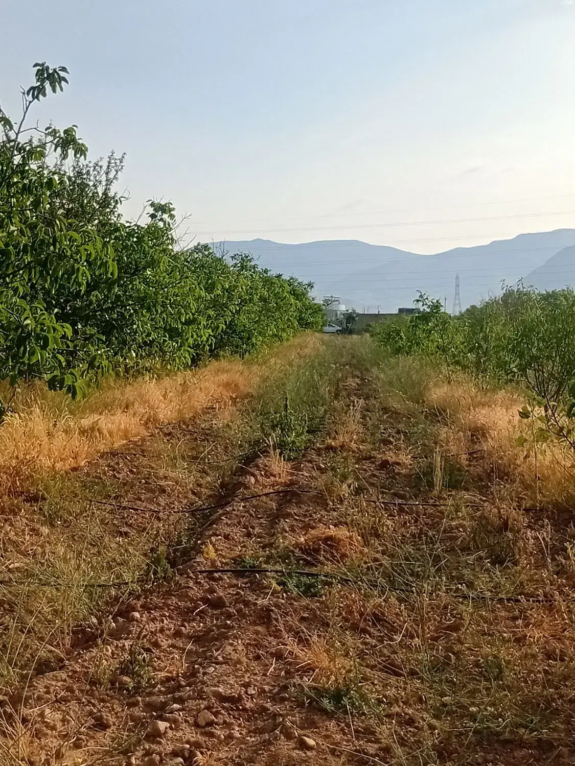 باغ شخصی ۵۰۰۰متر لب لب اتوبان زنجان تهران