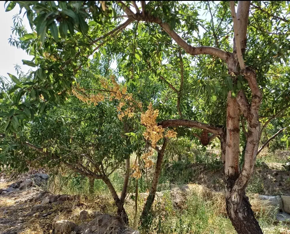 فروش باغ در اسکو