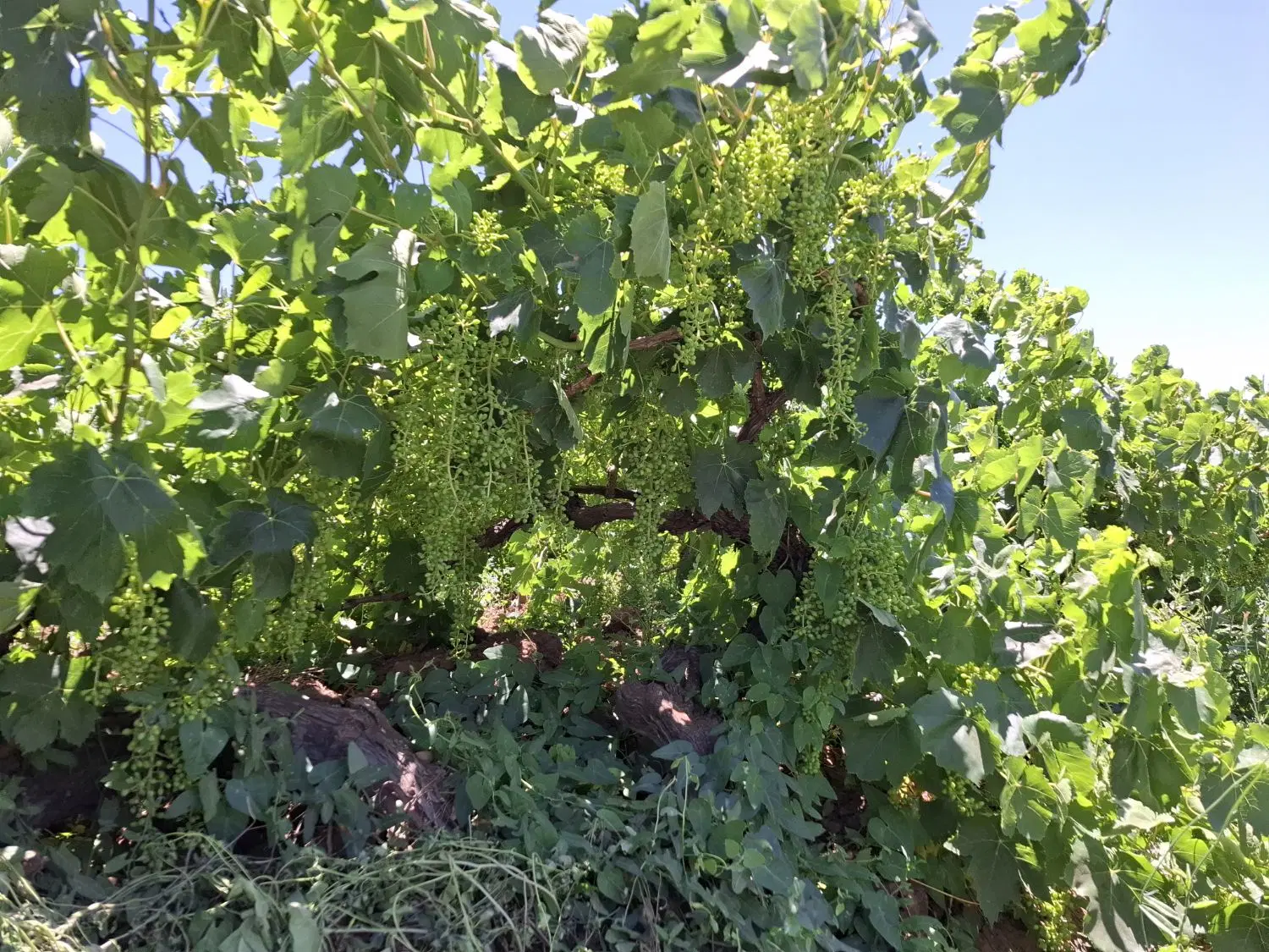 باغ انگور