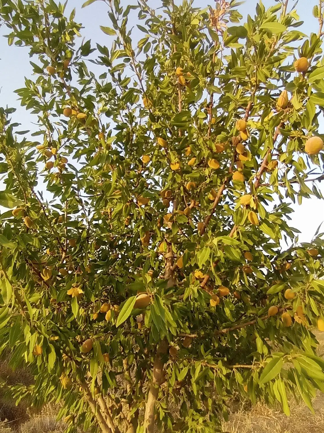 باغ باغچه با ساختمان و استخر جاده انهر