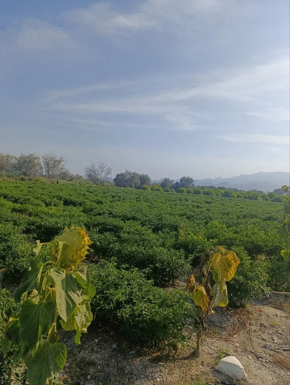 سه هکتار زمین کشاورزی آماده