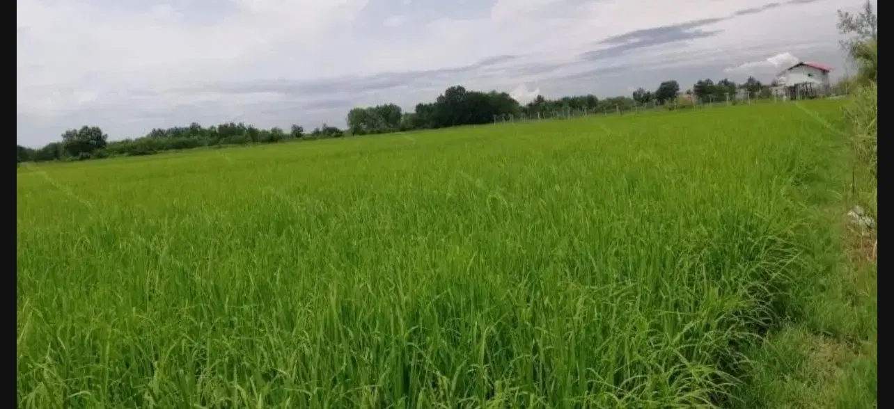زمین ۳۱۰ متری رودسر