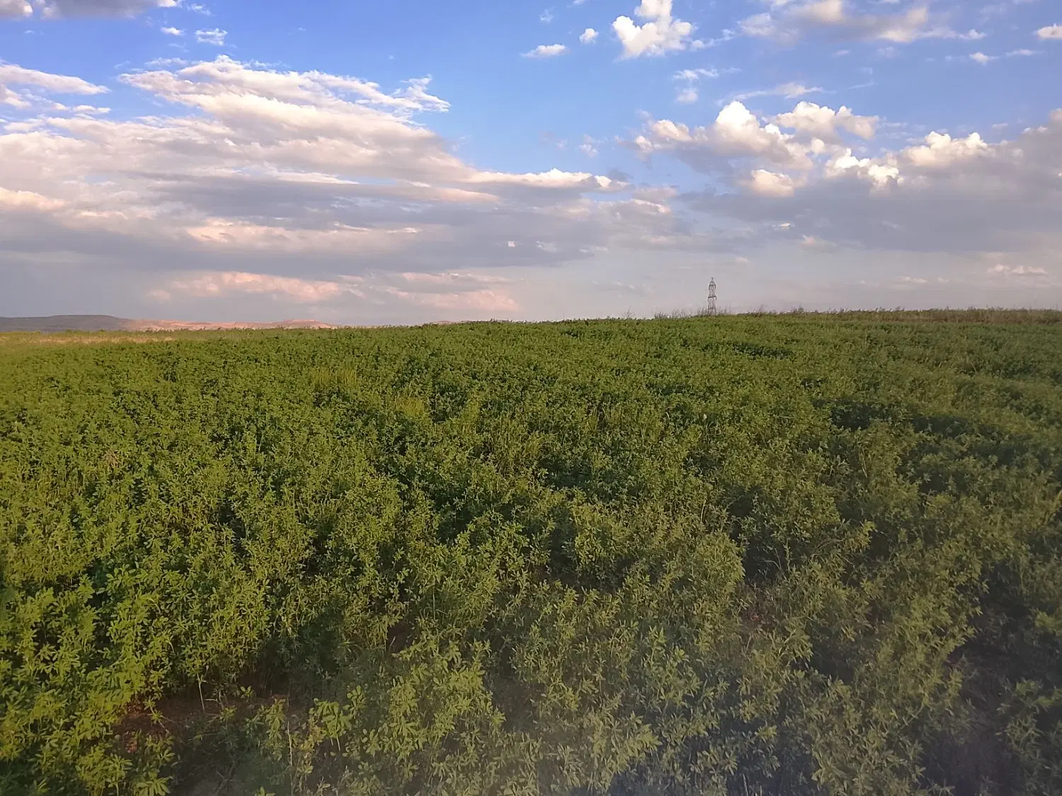 زمین یونجه