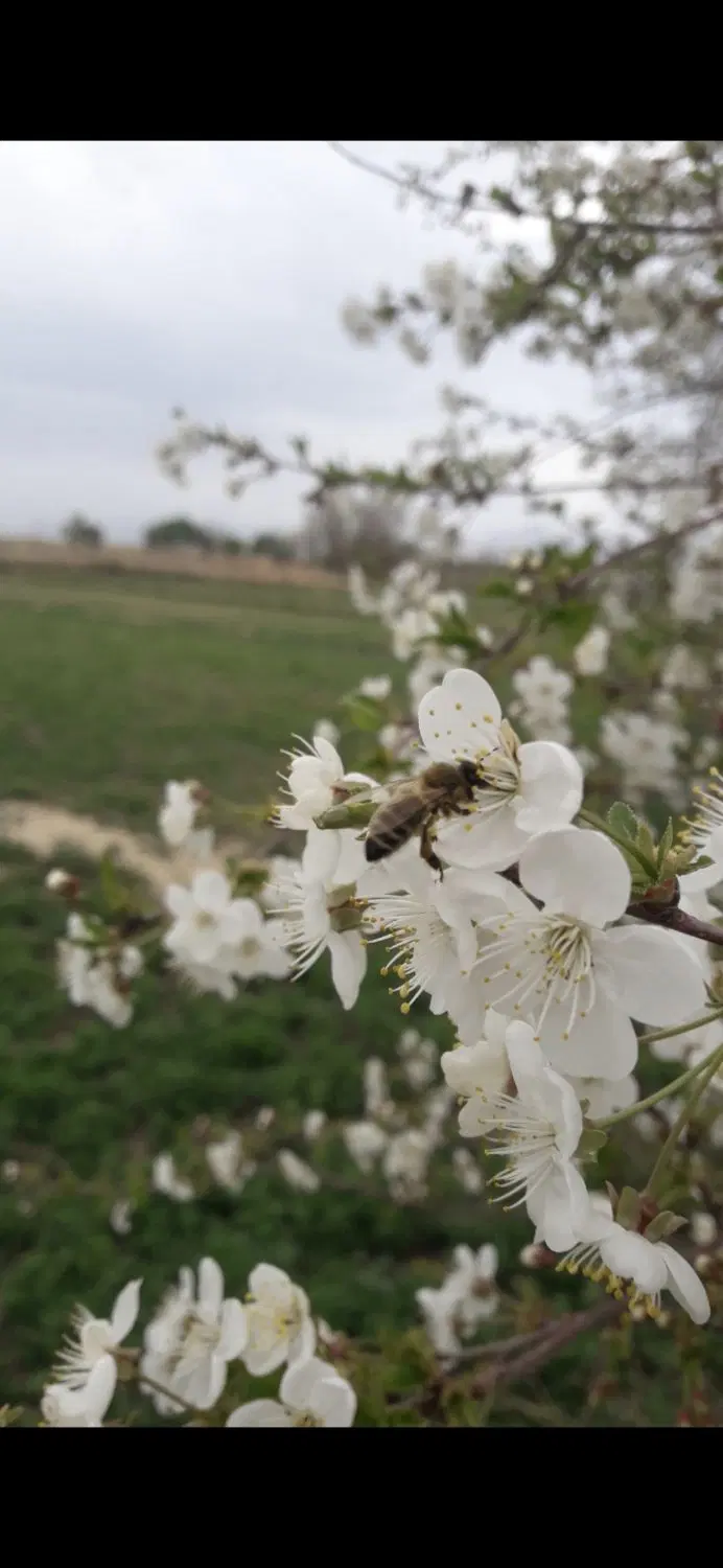 زمین کشاورزی