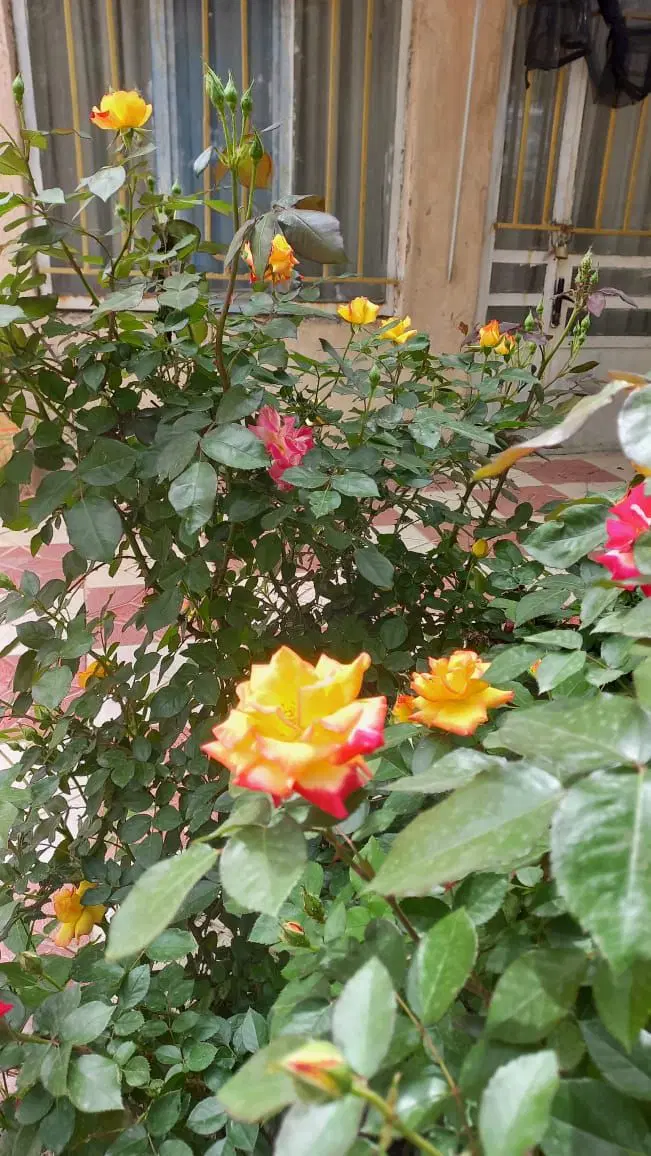 باغچه زیبا و محیطی نوستالژی
