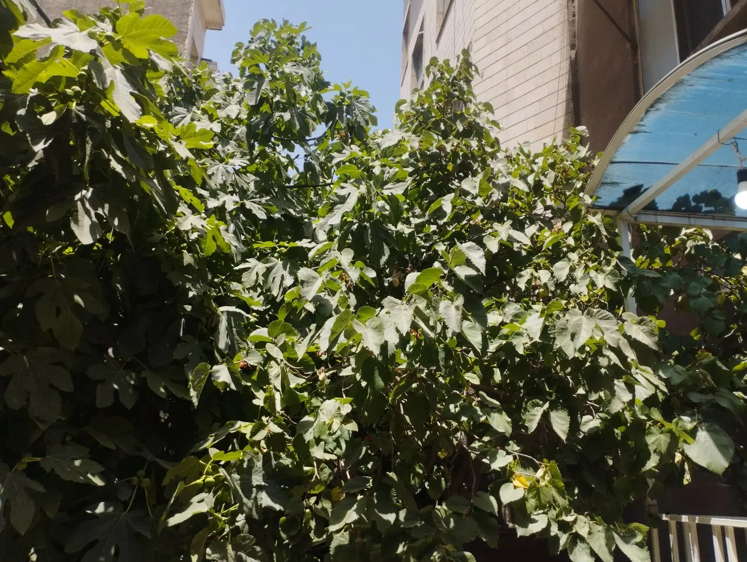 ۸۰متر ۲خواب (ویلایی )حیاط و باغچه دارد