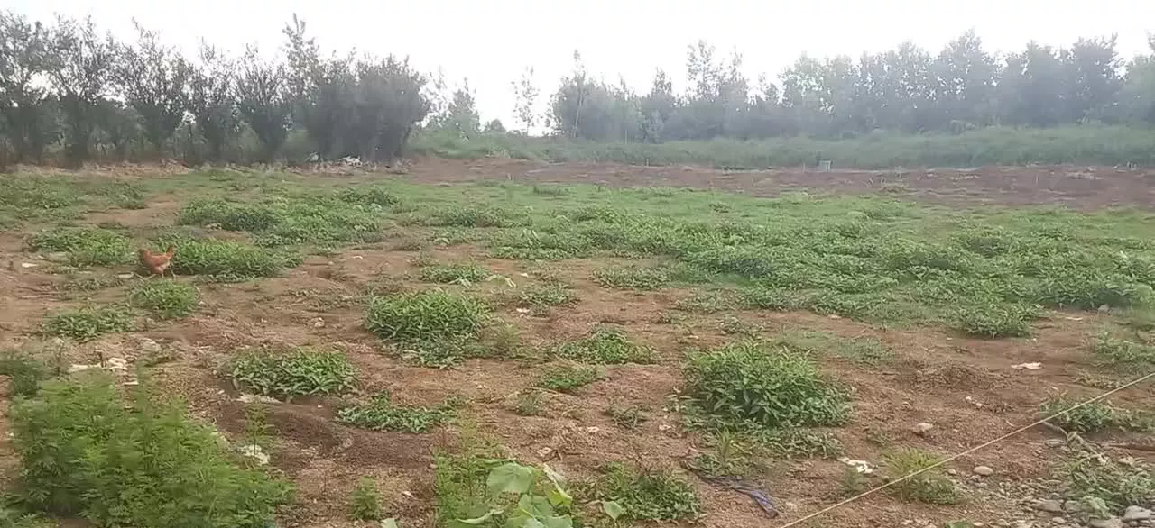 1000 متر زمین مسکونی گیلان