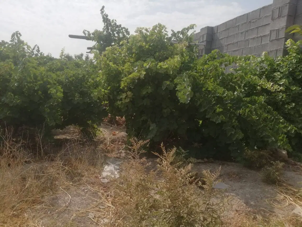فروش باغ شهری به متراژ 1100 متر واقع در حسن آباد