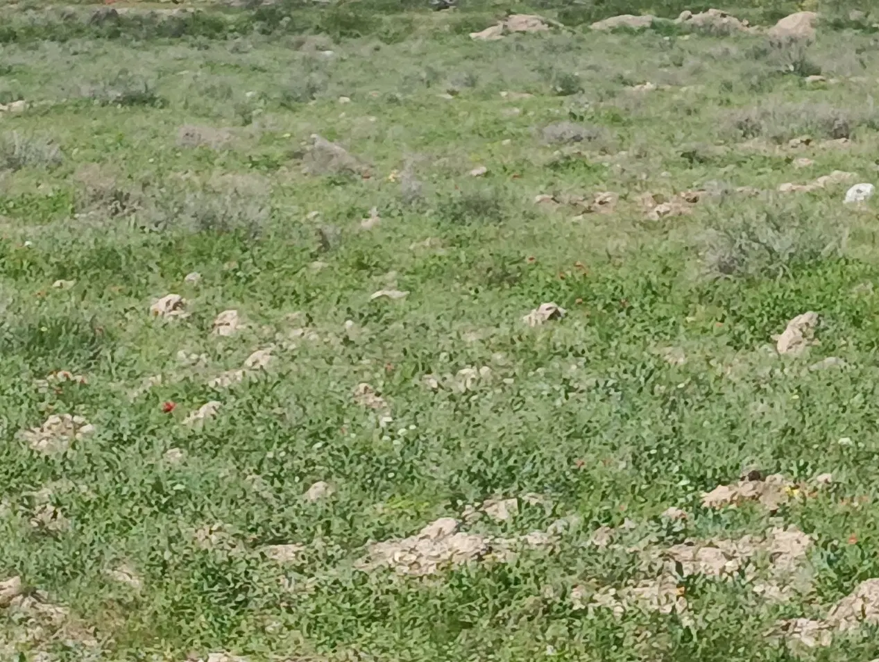 زمین در کوی ویلایی آسفالت