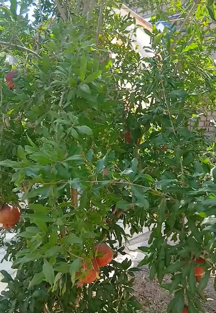 200 متر باغچه نطنز