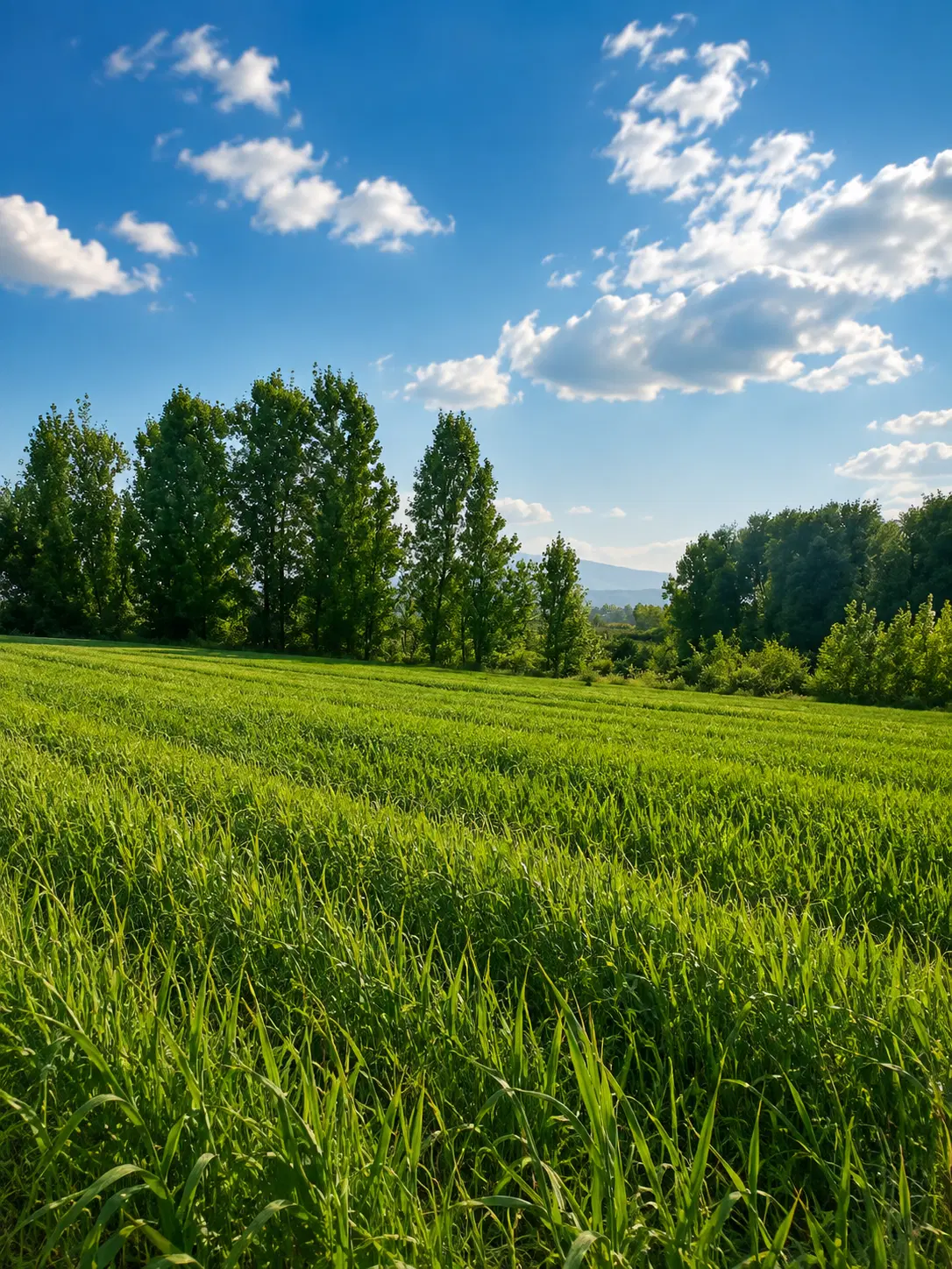 فروش زمین کشاورزی دسترسی خوب