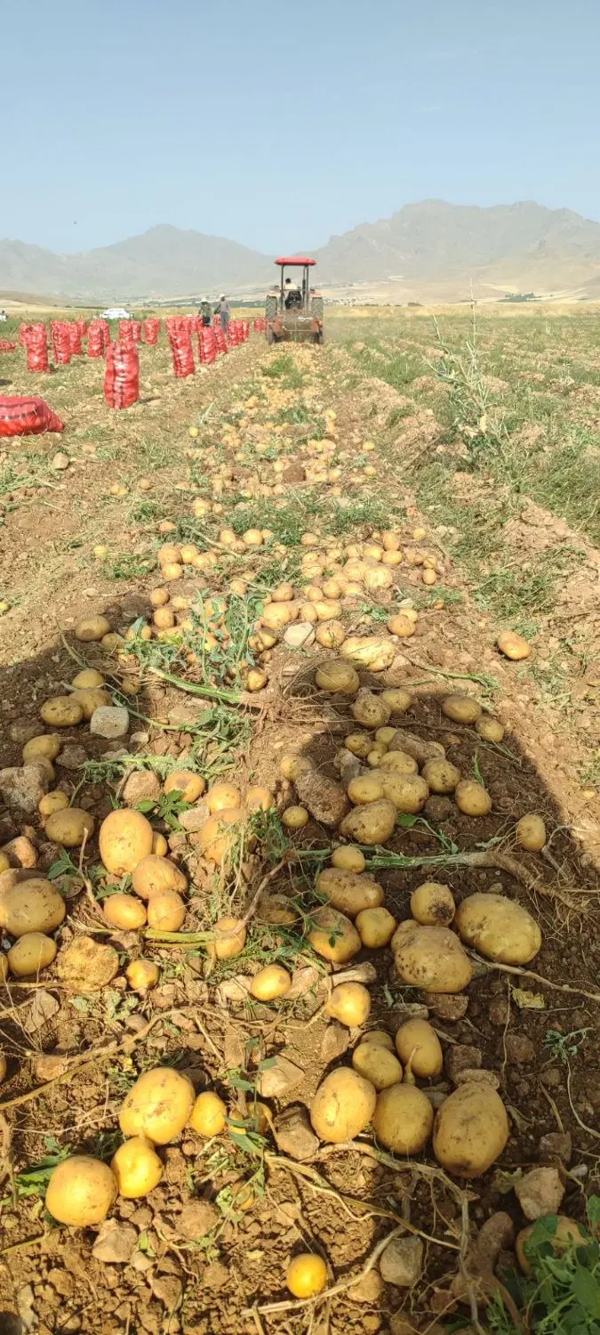 زمین کشاورزی