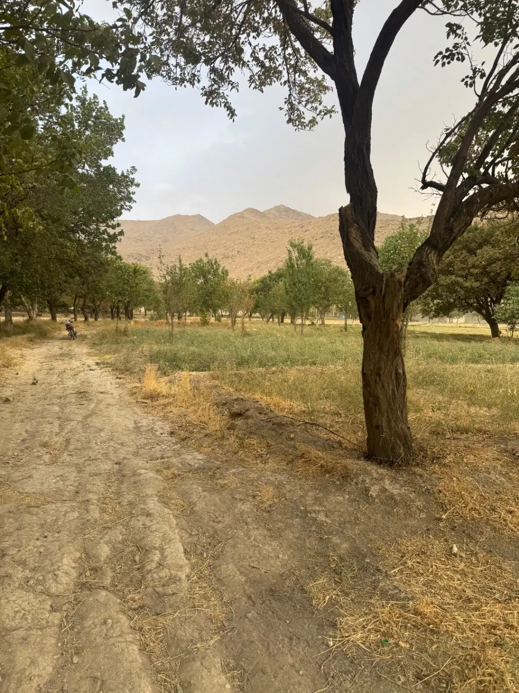 زمین کشاورزی سند دار