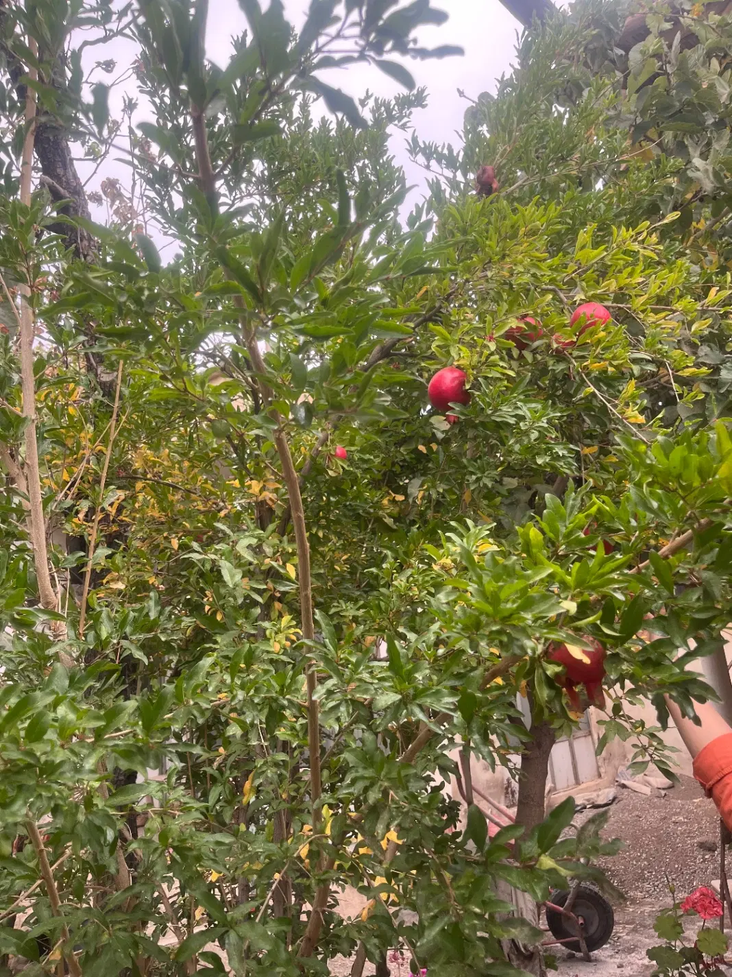 زمین خانه کلنگی ویلایی روستای وشنوه
