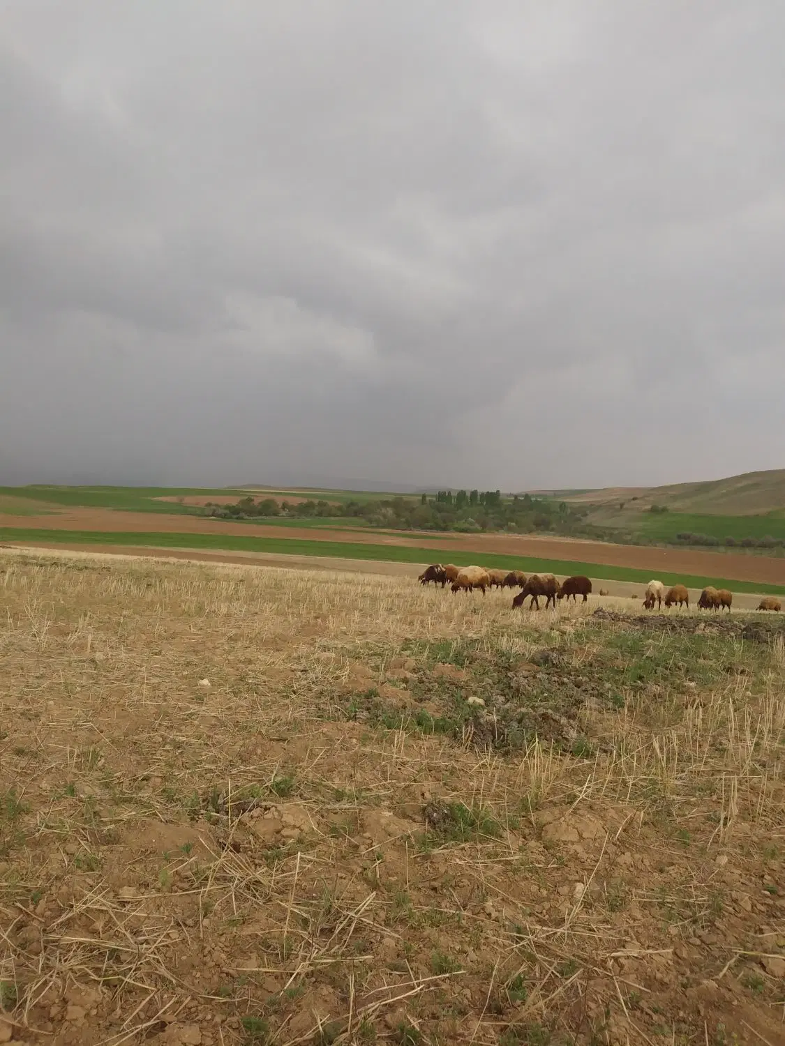 زمین دیمی آبی