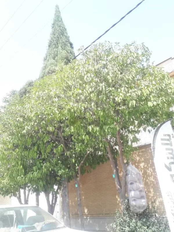 اجاره انباری