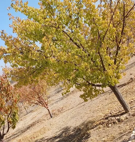 باغشهر