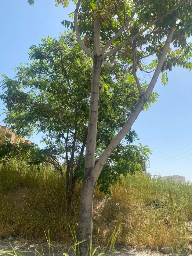باغچه ۲۵۰ متر قدیم آباد
