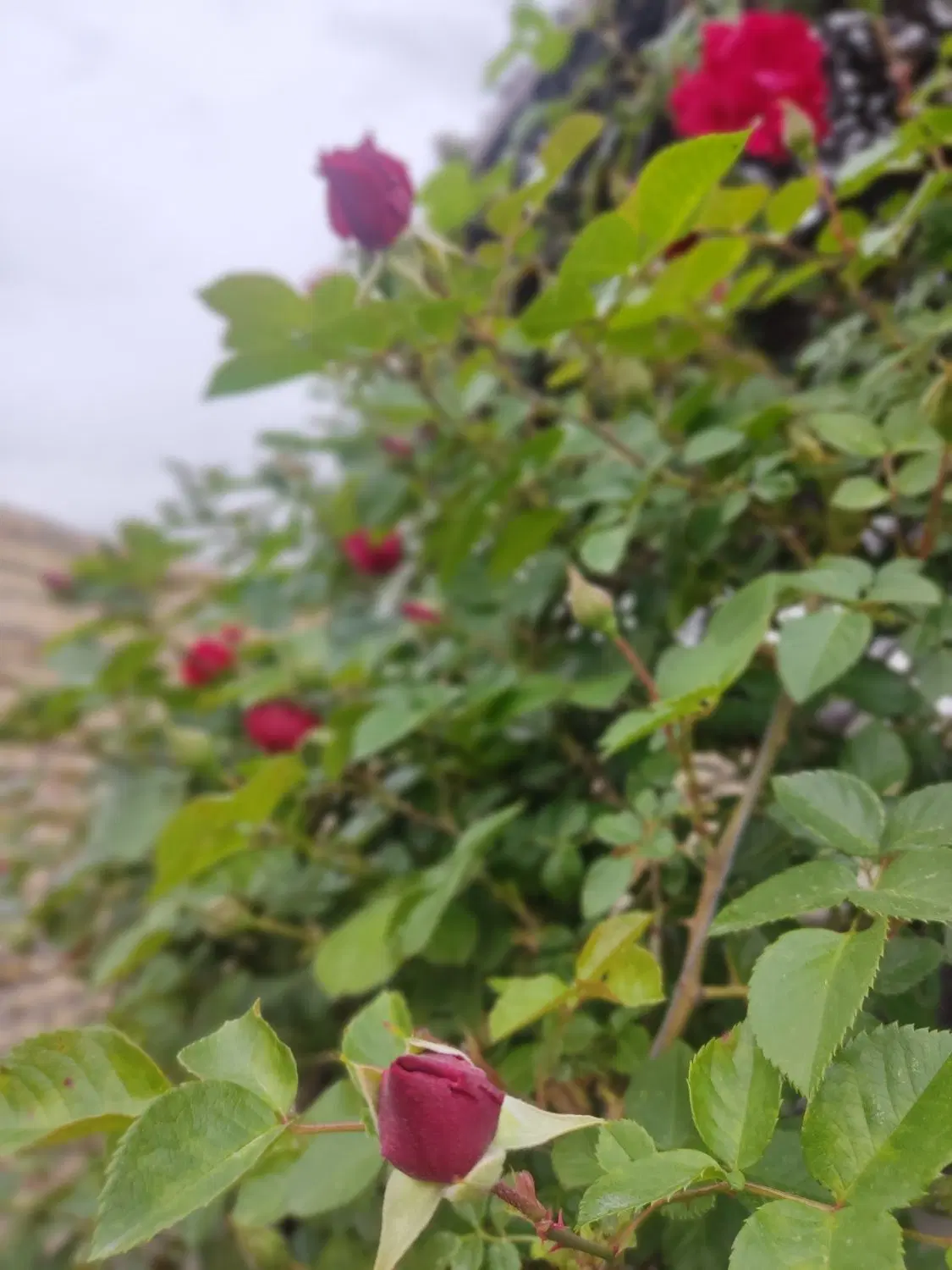 باغ بهارستان شرکت برق کاهو