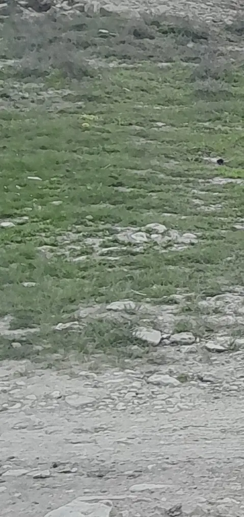 زمین ویلایی