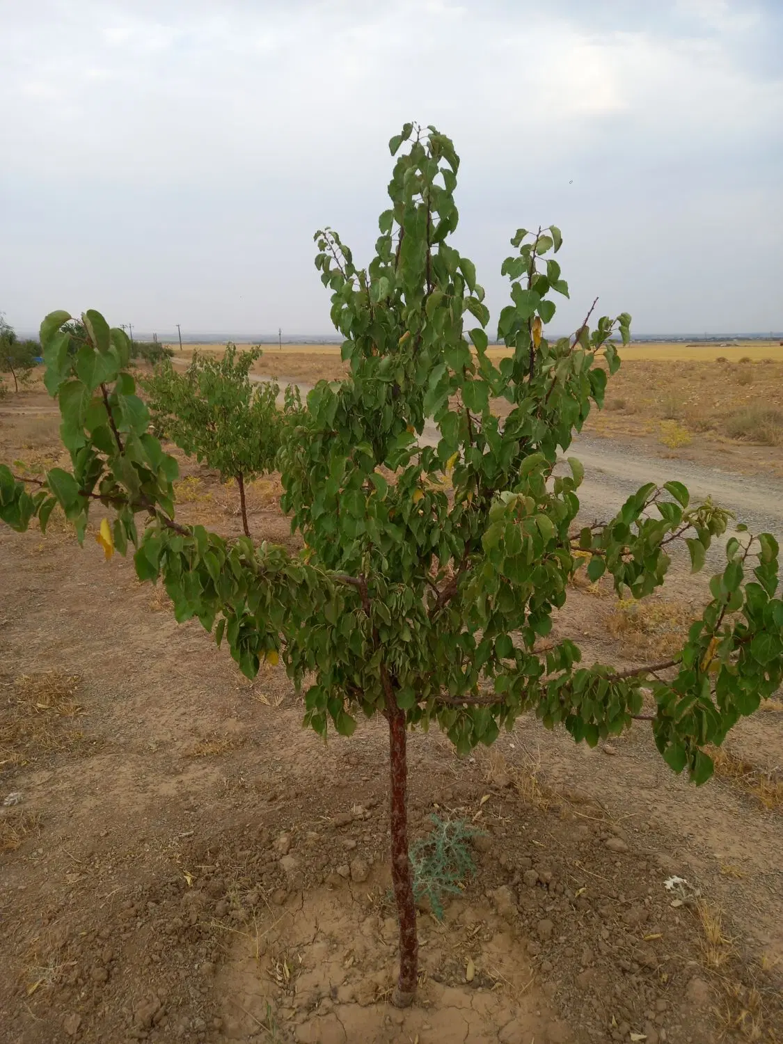 باغ۱۰۰۰متری مرزیجران فروشی یا معاوضه با ماشین