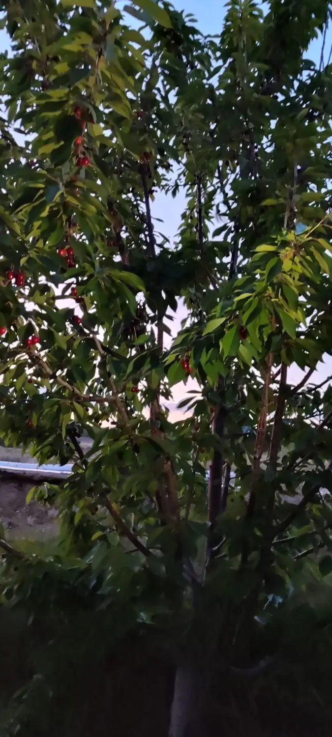فروش باغ،استخر،دارای خانه
