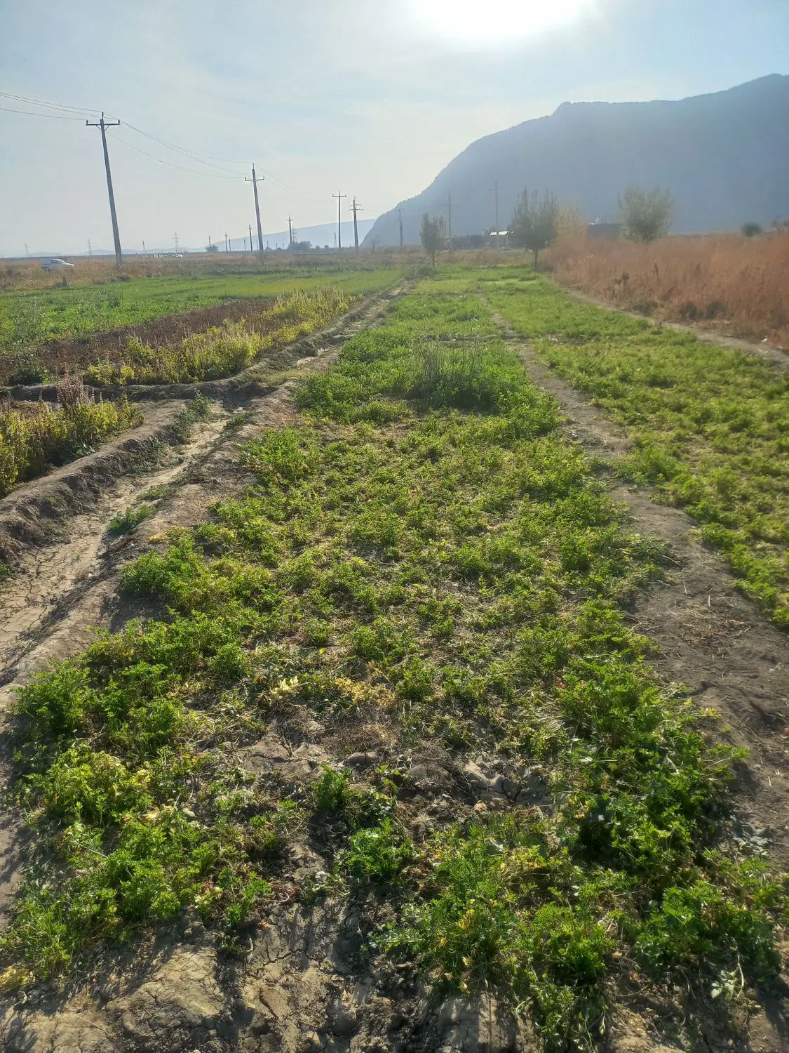 زمین کشاورزی