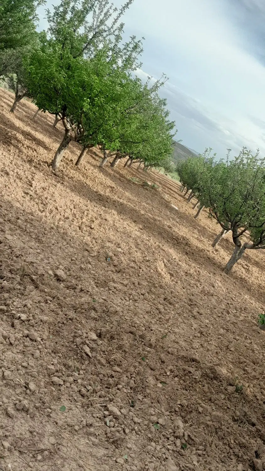 باغ میوه