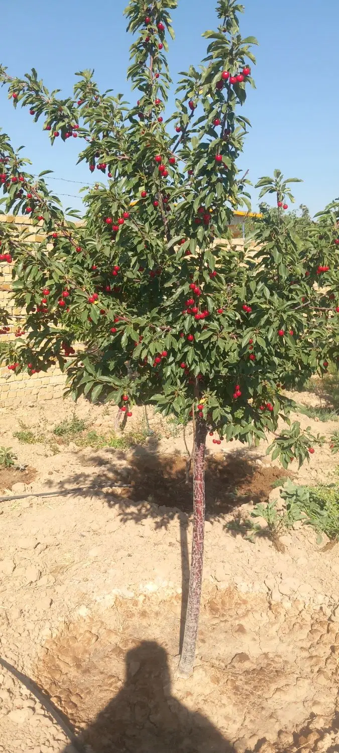 باغ آزادمرزآباد ۹۰۰ متری