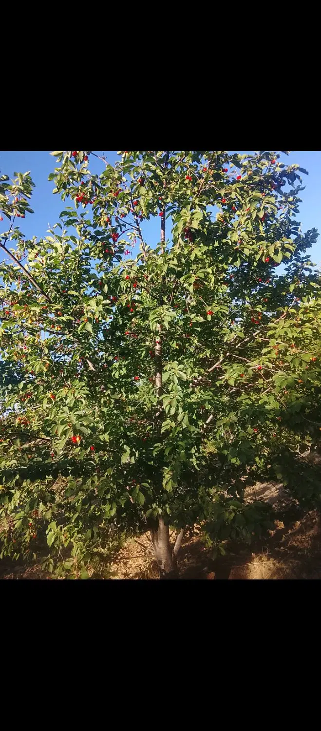 زمین کشاورزی