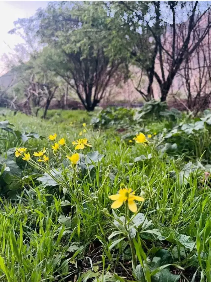 500 متر زمین ،(کیلومتر 35 جاده سنندج)