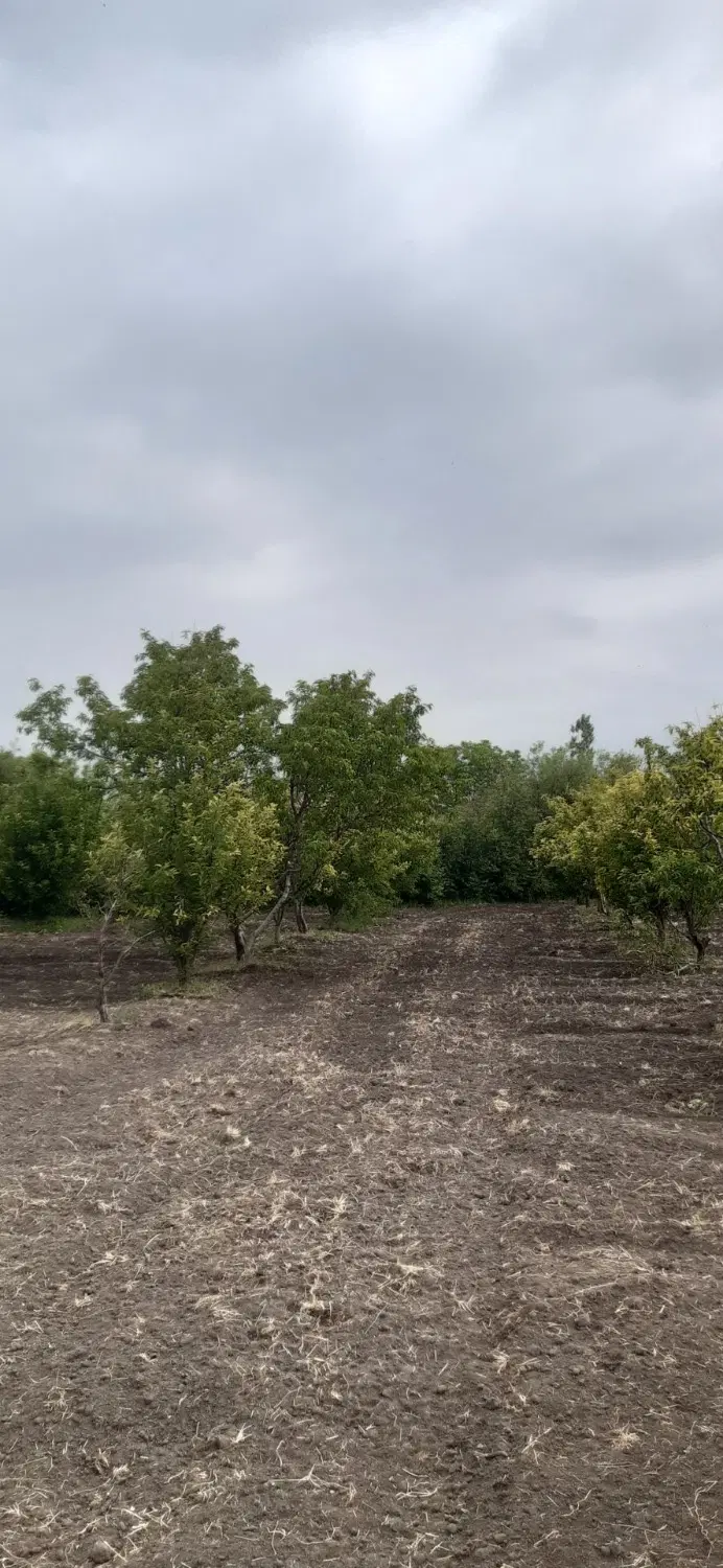 باغچه ۷۰۰ متری بر آسفالت کیلومتر ۴ سنتو