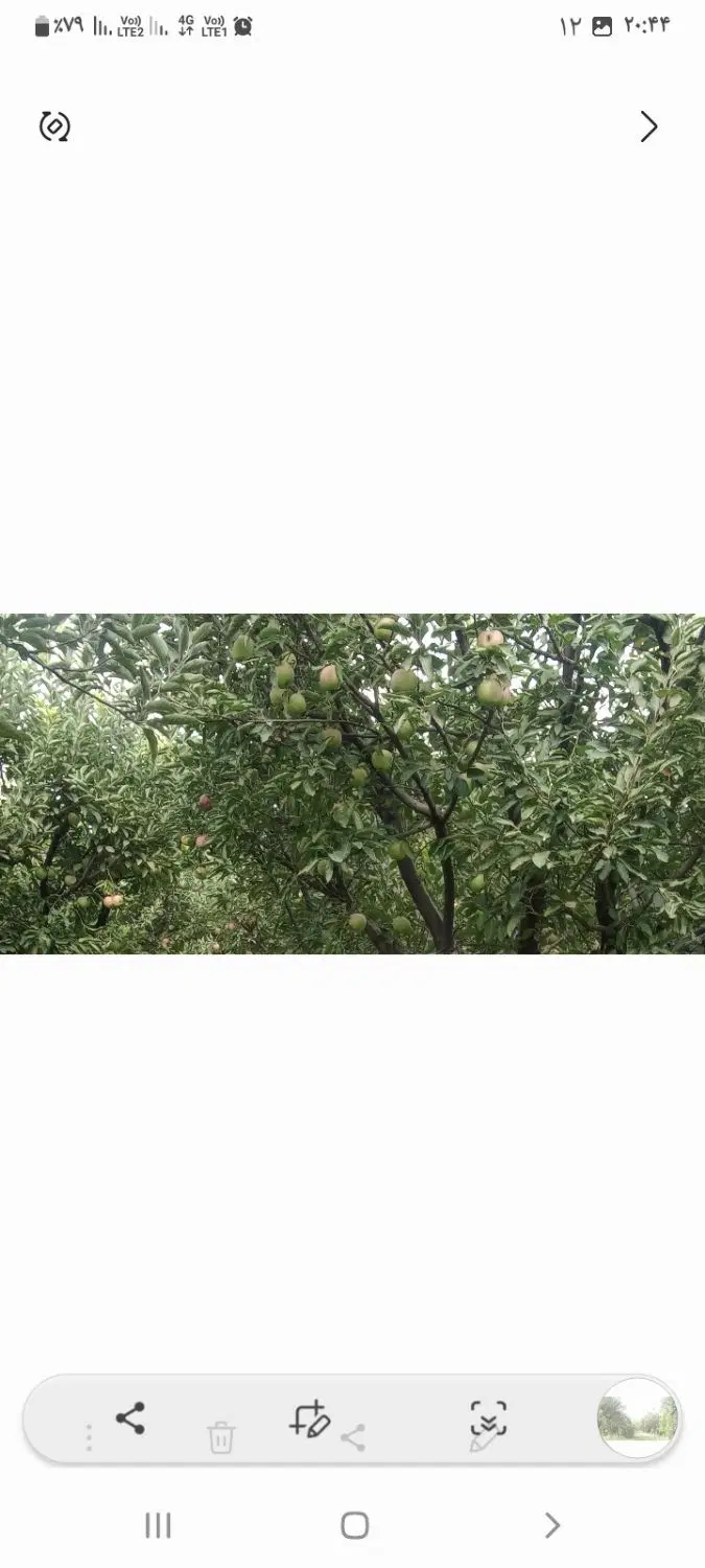 باغ سیب قرمز  چهار جریب معاوضه با خانه