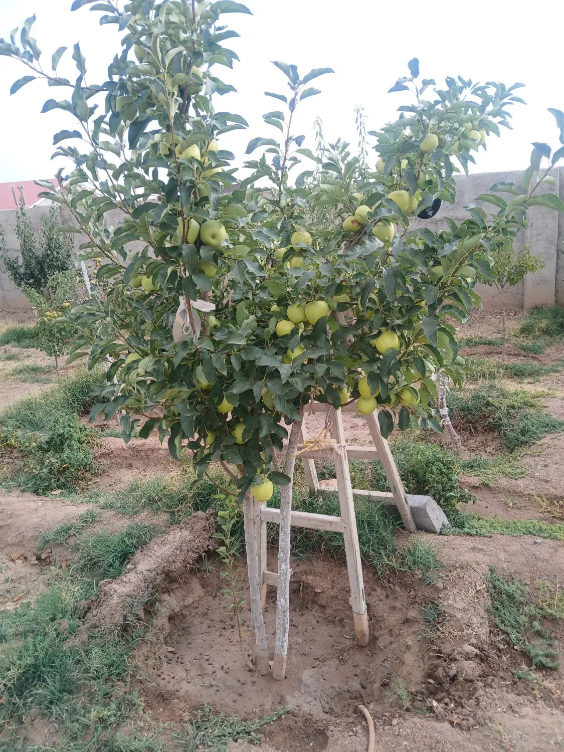 باغ ۷۰۰متری درنزدیکی تبریز
