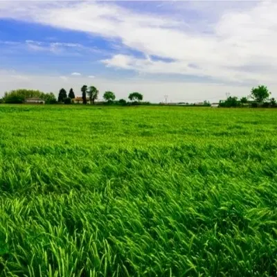 زمین کشاورزی